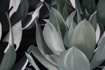 agave closeup23